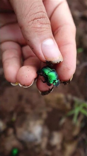 June bugs or dung beetles found in Nayarit #insects #bugs #beetles #beetle