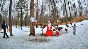Hunger overcomes fear. 🦃 | Snowman Cam