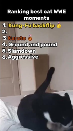 Ranking the best funny cat WWE moments! #vecna #funnyvideo