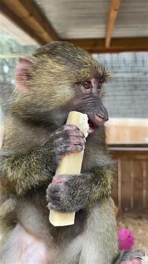 Texas Wildlife Park (@texaswildlifepark)’s video of big cats