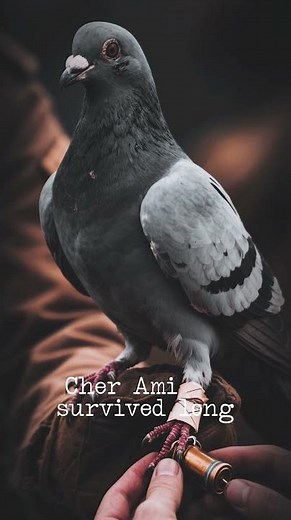 “The Lost Battalion – WW1’s Most Tragic True Story (Argonne Forest, 1918)”