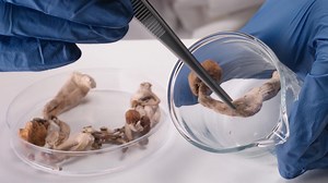 'Magic' mushrooms grow in popularity nationwide