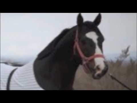 EL FRENITO - GRUPO LABERINTO