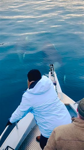 98 reactions | Some very close orca encounters aboard the Missing Lynx! #sewardalaska #sewardoceanexcursions @visitseward #kenaifjordsnationalpark #ocean #nature #wildlife #wildlifephotography #alaska #whale #whalewatching #kenaifjords | Seward Ocean Excursions | Facebook