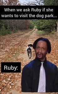 I'm not even sure why we ask.🤷‍♀️ | Ruby The Curious Dog