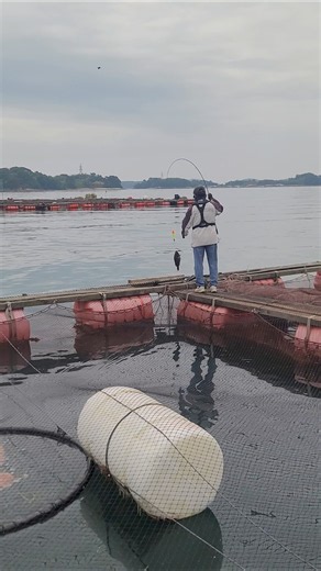 Natural sea fishing pier, big rockfish, night fishing available, Daeil Fisheries pier #fishing #f...