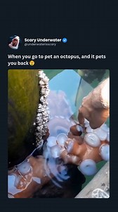 An unexpected and delightful interaction unfolds as a person reaches out to pet an octopus and, to their surprise, it gently pets back. This moment highlights the octopus's intelligence and curiosity, traits that make these cephalopods one of the most fascinating creatures of the sea. Known for their problem-solving abilities and tactile exploration, octopuses often engage with their environment in ways that surprise and enchant human observers. #viral #explore | Scary Underwater