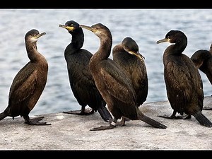 The European shag Cormorant
