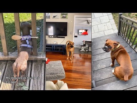Dogs Doing Funny Things 😂 Best of January 2024