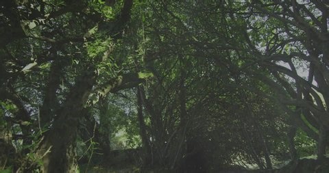 clip-4008878107-on-start-translucent-bar-graphs-appearing-over