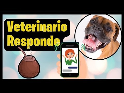 🔴How to Easily Cure a Dog with Maggots ⏩ Treatment and Prevention of Canine Myiasis or Maggot Inf...