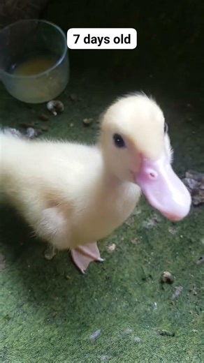 am I cute? #duck