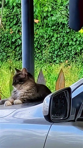 Сторожева кицька )) #cat #videoshort #cute