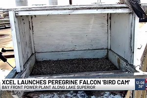 Xcel Energy Launches New Live Camera to Observe Peregrine Falcons on the Shores of Lake Superior - NewsBreak