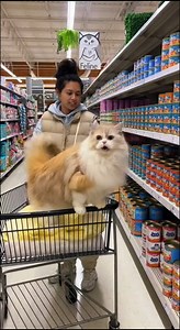 This funny cat video is full of crazy, silly reactions, funny faces, and unexpected moments that will make you laugh again and again. Cats truly are the kings of comedy, and this video proves it! Perfect for reels, shorts, and meme pages. Watch till the end, tag a friend, and enjoy pure fun and laughter 😹#funnycatvideos #funnycatvideos #FunnyCats #catcomedy #catfunny #crazycats #cutecats #catlovers #PetComedy #viralcats #funnyreels #trendingvideo #reelsviralシfb #catlife #catmemes #cutepets | Fu