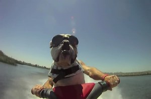 A jet skiing English Bulldog.
