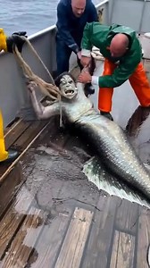 1.5M views · 10K reactions | Ocean Horror: Fishermen Capture Bizarre Half-Human Sea Creature! #mermaid #mermaids #ocean #fishing #boat #fblifestyle | Ufonomenon | Facebook