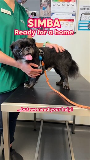 £890 urgent vet care for Simba. That’s what we’ve had to pay today for his neuter, vaccinations and urgent dental required. It was clear he was in pain and need 8 teeth removed. He’s only 3 years old. Ever since he was rescued he’s needed a lot of care and attention. A full groom that @hackneybarkers kindly did for free. Rehabilitation to socialise, a good diet and lots of love and reassurance. Now he’s been neutered and the dental work done he’s ready for a home, but we do need your donations t