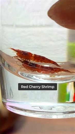 From 2 Shrimp to a Whole Colony! 🦐 #shorts