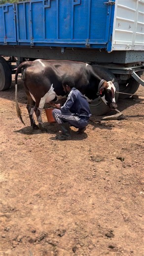 #ElevageauMali 🇲🇱 | Élevage au Mali