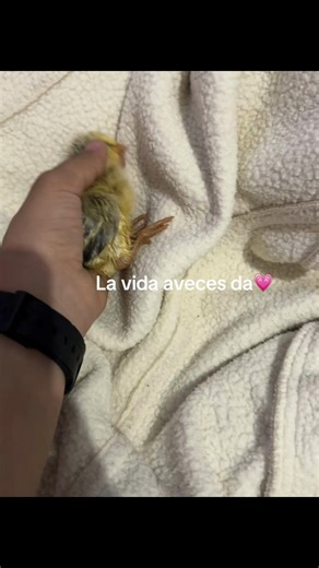 El pollito y el gato: una historia de amor y tristeza