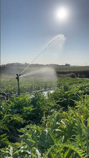 Arrosage des courgettes et artichauts