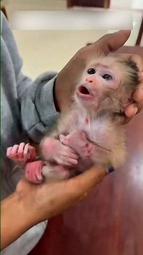 This sick baby monkey needed help immediately #wildliferescue #animals #emotional