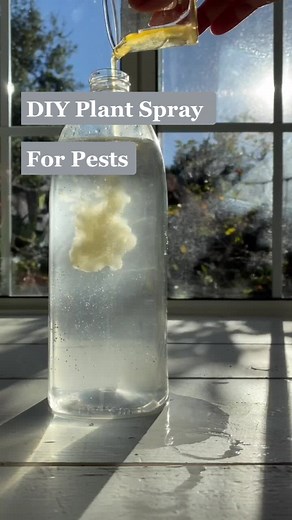 Natural Neem Oil Recipe for Plant Pests | DIY Plant Spray