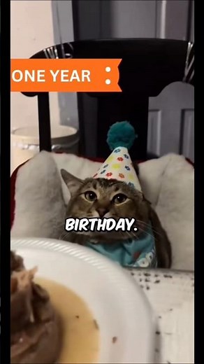 How Old Is Your Cat in Human Years? 🐱