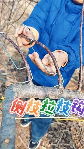 Apple Tree Branch Training & Shaping 🍎🌳 | Third-Level Lateral Branch Growth Technique ✂️🌿 #FruitTree