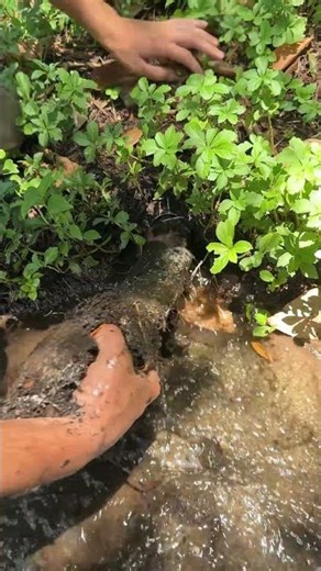 😱🤯 #gutters #guttercleaning #guttercompany #familybusiness #satisfying #asmr