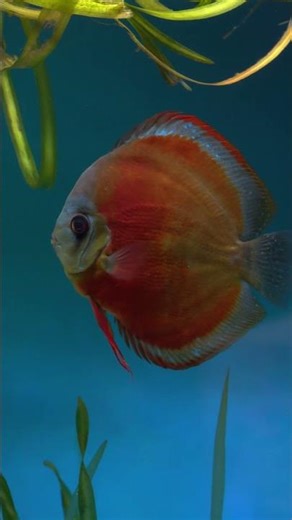 The red cover with an electric blue rim discus fish tonight.