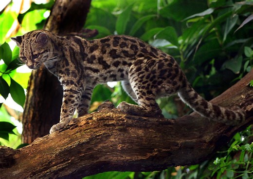 Meet the margay, the cat that climbs and hangs upside down