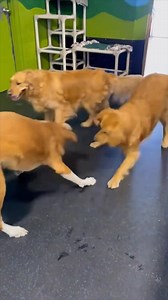 Ruby and Oliver 💚🐾💙 | Sublime Cat N' Canine Ltd.