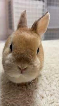 Cinnamon's candid film