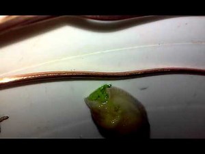 How a slug poops
