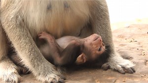 Good Job Mom Ginger Doing Step By Step Slowly For Training Baby Goldie With Much Love From Heart. | Lovely Monkey