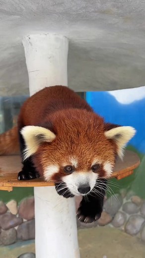 What does snow taste like?🧐🧐🧐#fy #fyp #trending #cute #adorable #redpanda #snow | Lily Sepation