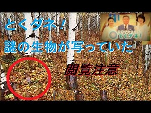 [ミステリー]閲覧注意！朝のテレビにUMAが・・・・・
