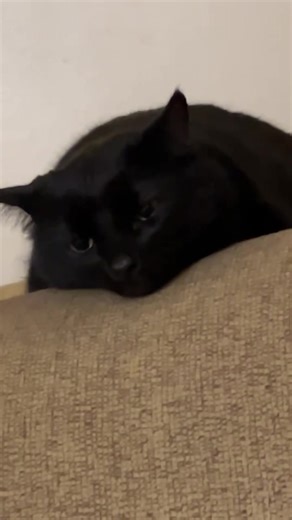 Funny Moments of Cats and Dogs Living Together