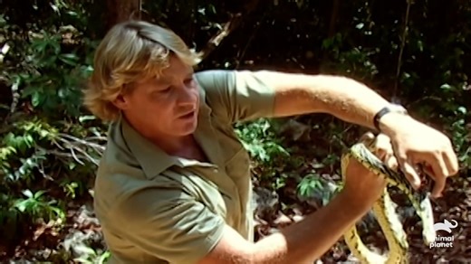 74K views · 496 reactions | Steve is invited to Mexico to study the problem of crocodiles that are living in the middle of the two major Mexican resort cities of Tampico and Cancun. Stream #TheCrocodileHunter on discovery+ | Animal Planet | Facebook