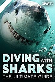 Diving with Sharks: the Ultimate Guide