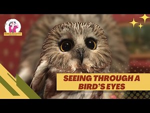 A Bird's Eye View of the World