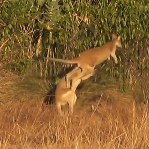Kangaroo Fight Caught on Camera! 🥊 Wild Boxing Match in the Outback #wildlife