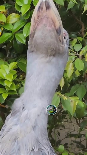 404K views · 18K reactions | Shoebill sound #shoebillsound | ShoebillStork28 | Facebook