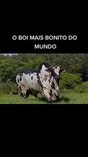 Os vídeos de reptilechannel (@reptilechannel) com som original - reptilechannel