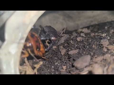 The MOST DIABOLICAL Emperor Scorpion Feeding Video!