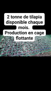 7.6K views · 135 reactions | 2 tonne de tilapia disponible chaque mois. Production en cage flottante #elevage #pisciculture #investissement #agriculture #agroalimentaire #entreprise #agro #business #Cameroun #production | Youlia fish international | Facebook