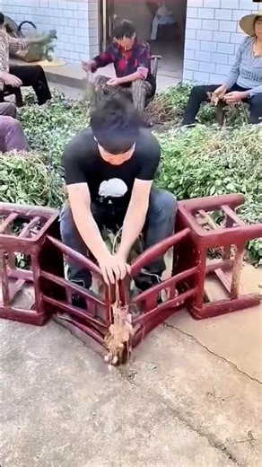 Using effective tools to remove nuts from trees