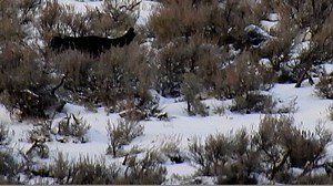 Lamar Canyon Pack Via Waldo Montgomery | Legend Of Lamar Valley/The Valley Of Wolves